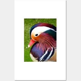 Mandarin Duck Posters and Art
